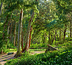 Trees of Oahu, Hawaii