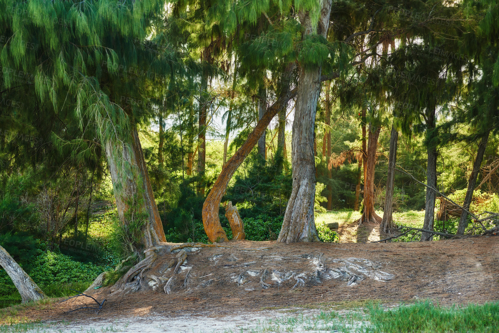 Buy stock photo Many tall trees growing in a quiet green forest in Hawaii, USA. Soothing lush nature with a background of sunshine in calming woods. Harmony, peaceful zen ambience of an undisturbed rainforest 