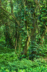 Jungle trees