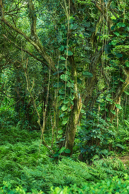 Buy stock photo Landscape of forest details of a lush jungle in Hawaii, USA. Ecological life in a remote location in nature with tropical trees, plants and scrubs. The rainforests are a moist broadleaf forest