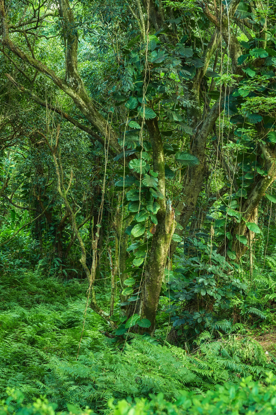 Buy stock photo Landscape of forest details of a lush jungle in Hawaii, USA. Ecological life in a remote location in nature with tropical trees, plants and scrubs. The rainforests are a moist broadleaf forest