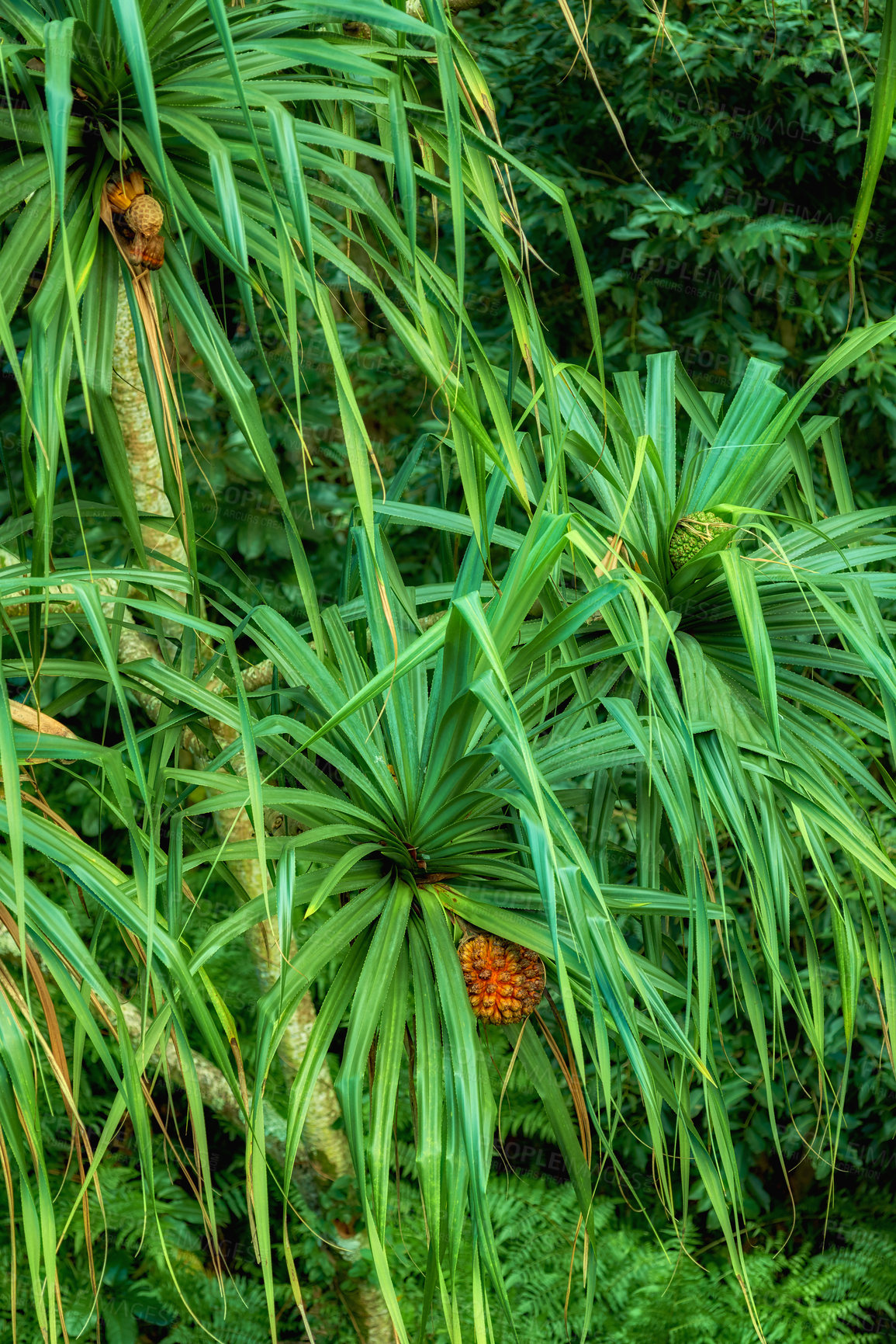 Buy stock photo Forest details of the jungle , Hawaii, USA. Jungle road in Hawaii. The road to the forest. Tropical trees. Ecological Life. The Hawaiian tropical rainforests are a tropical moist broadleaf forest