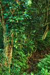 Jungle trees