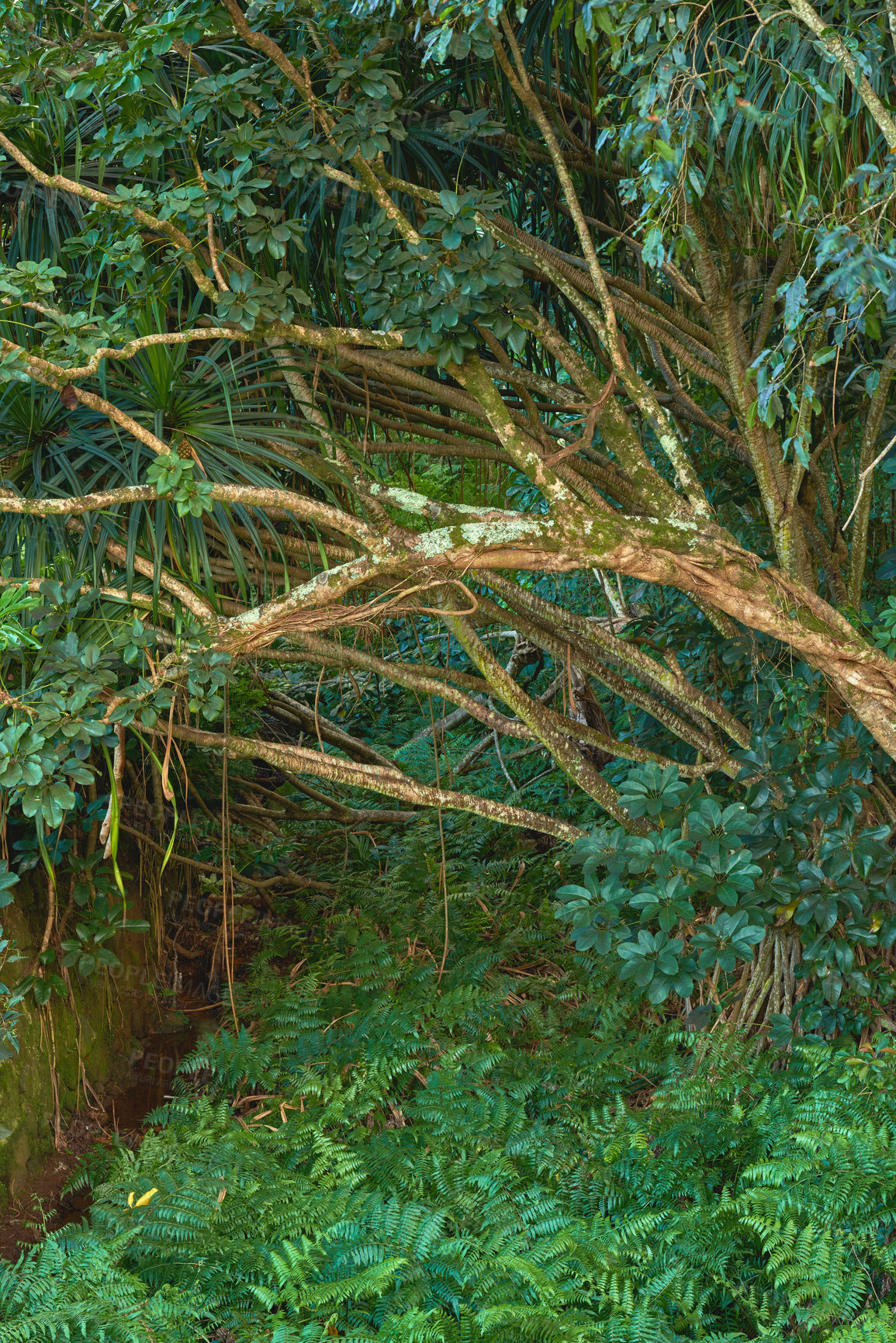 Buy stock photo Green forest of lush bushes and dense tree leaves. Beauty in nature with calming leafy patterns in a rainforest or jungle. Outdoor soothing ambience, quiet, peaceful zen undisturbed nature in harmony