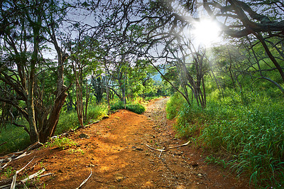 Buy stock photo Koko Head hiking trail mountain lookout point at sunset. Vibrant, beautiful tall trees along a path in a forest. Peaceful soothing ambience of nature with calming views in a scenic, quiet jungle