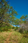 Wilderness - inside Koko Head Crater