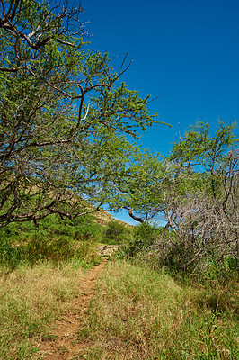 Buy stock photo Green forest of a tropical rainforest in Hawaii, USA on a sunny day with copyspace. Quiet outdoor hiking trail in a peaceful, calming forest. Trees and bushes growing in harmony in remote woods 