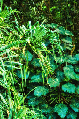 Buy stock photo Vibrant leaves of Parasol leaf tree and Screw pine growing in undisturbed nature in Hawaii, USA. Broad leaf patterns in a soothing, calming forest. Leafy canopy in quiet harmony in a peaceful park