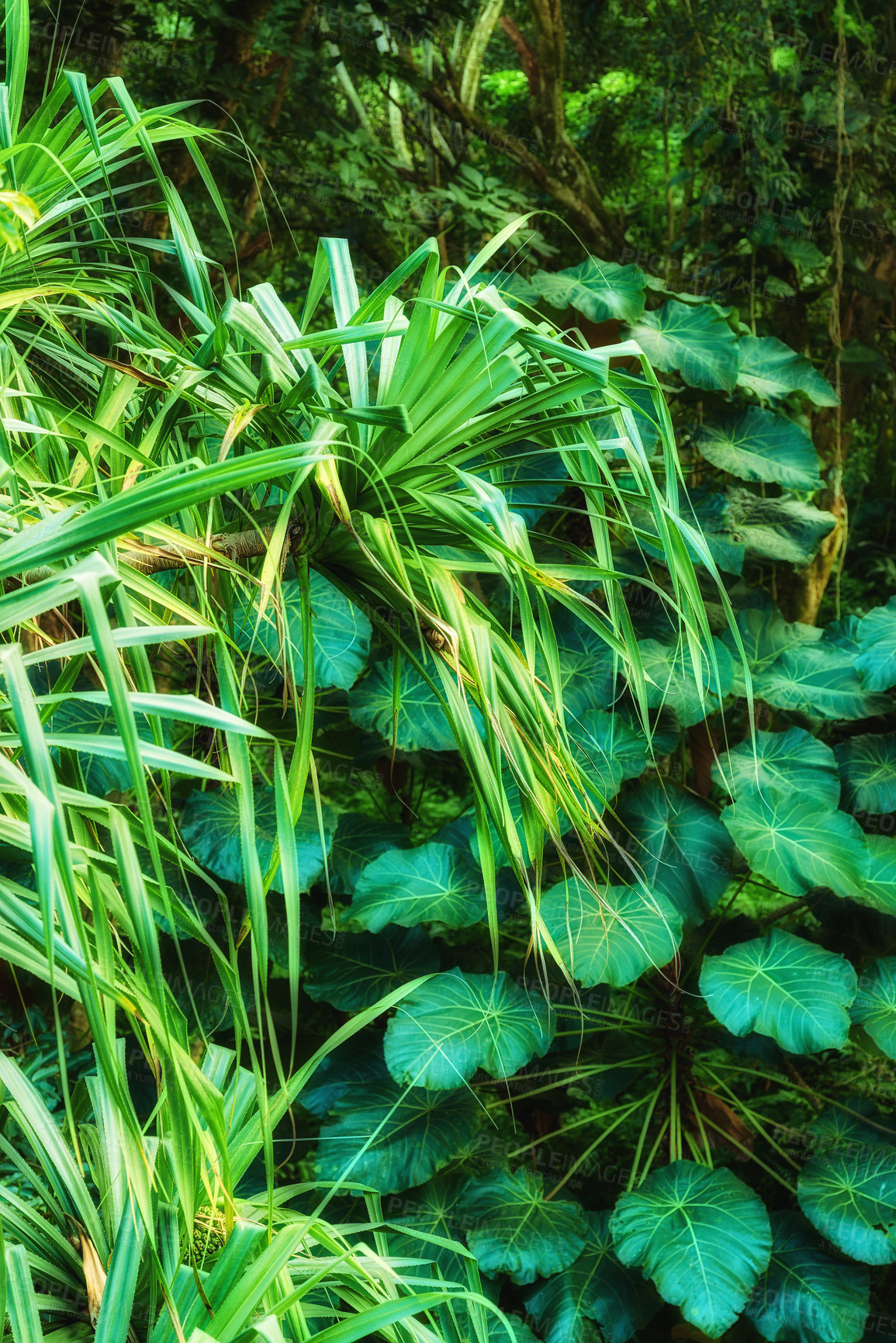 Buy stock photo Vibrant leaves of Parasol leaf tree and Screw pine growing in undisturbed nature in Hawaii, USA. Broad leaf patterns in a soothing, calming forest. Leafy canopy in quiet harmony in a peaceful park