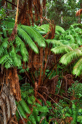 Buy stock photo vibrant leaves of Screw pine trees growing in undisturbed nature in Hawaii, USA. Beautiful green leaf patterns in a soothing, calming forest. Leafy canopy in quiet harmony in a peaceful park