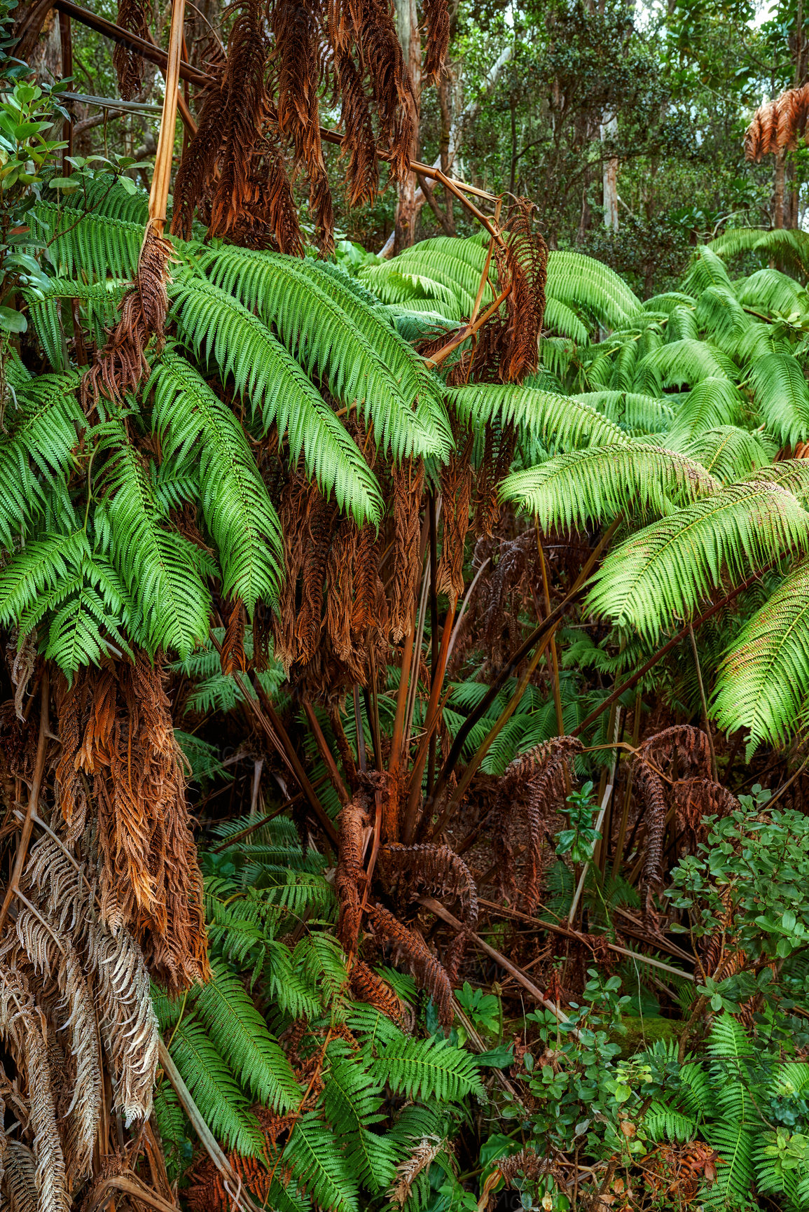 Buy stock photo vibrant leaves of Screw pine trees growing in undisturbed nature in Hawaii, USA. Beautiful green leaf patterns in a soothing, calming forest. Leafy canopy in quiet harmony in a peaceful park