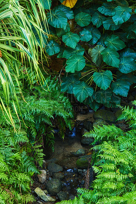 Buy stock photo Trees and bushes growing in a pond or lake in a lush green forest in Hawaii, USA. Silent woods with vibrant beauty in nature, tranquil and mysterious outdoors. Peaceful, soothing rainforest 