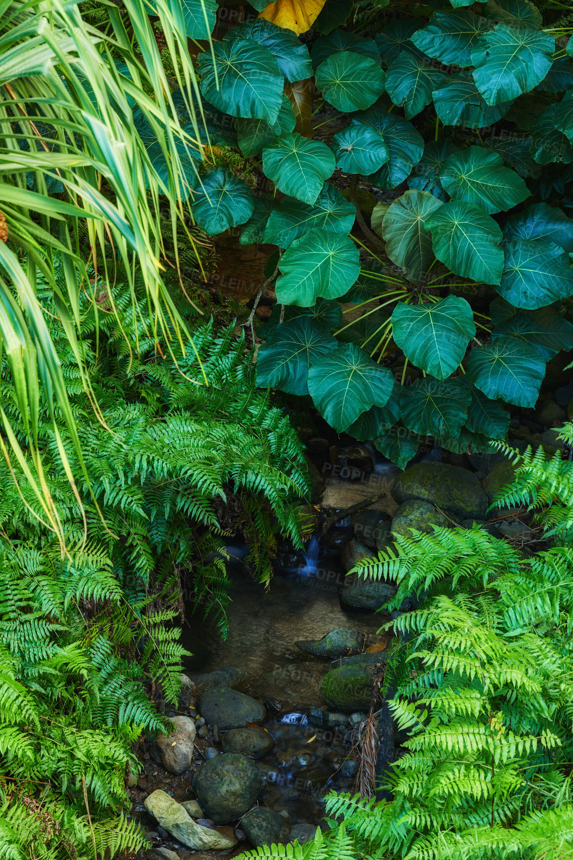 Buy stock photo Trees and bushes growing in a pond or lake in a lush green forest in Hawaii, USA. Silent woods with vibrant beauty in nature, tranquil and mysterious outdoors. Peaceful, soothing rainforest 