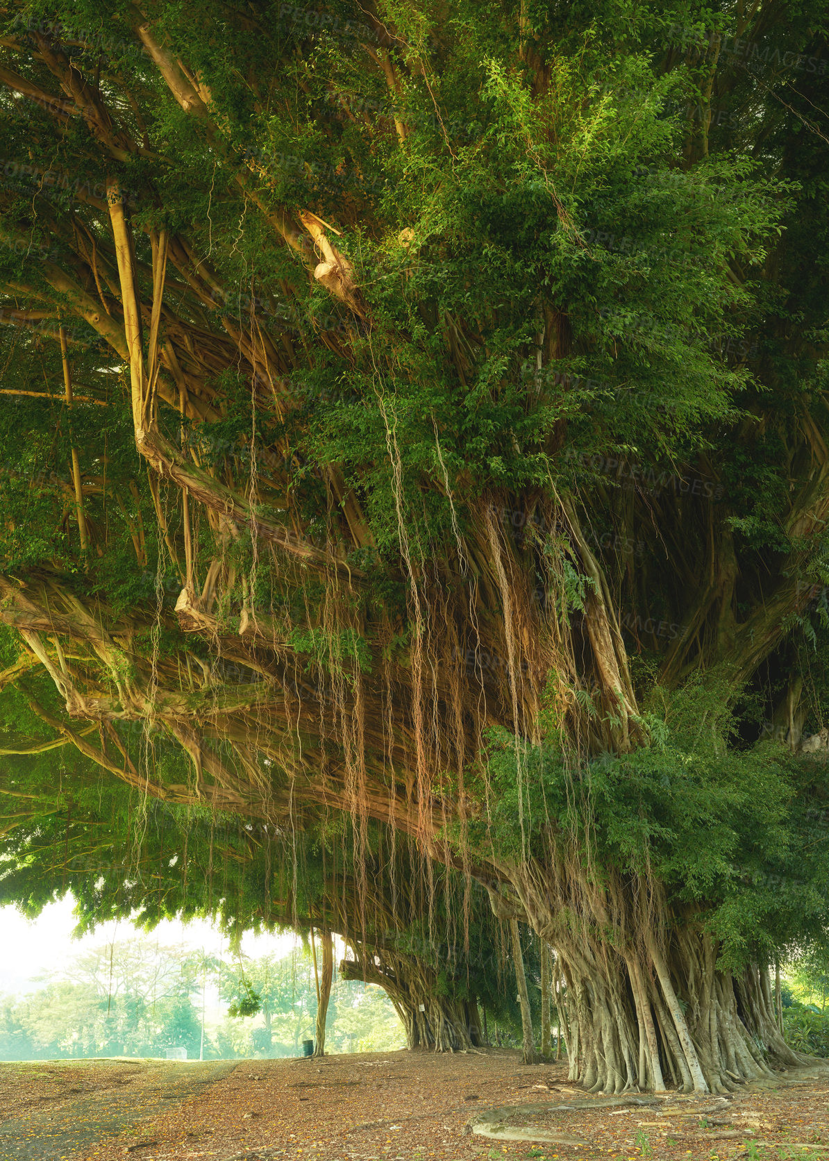 Buy stock photo Forest details of the jungle , Hawaii, USA. Jungle road in Hawaii. The road to the forest. Tropical trees. Ecological Life. The Hawaiian tropical rainforests are a tropical moist broadleaf forest