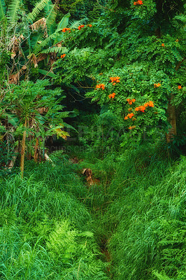 Buy stock photo Tropical trees in the Hawaiian rainforest in of Oahu. Lush green overgrown wilderness with a hiking path in Hawaii. Native wild nature in a mysterious landscape. Hidden wonder on mountain trail