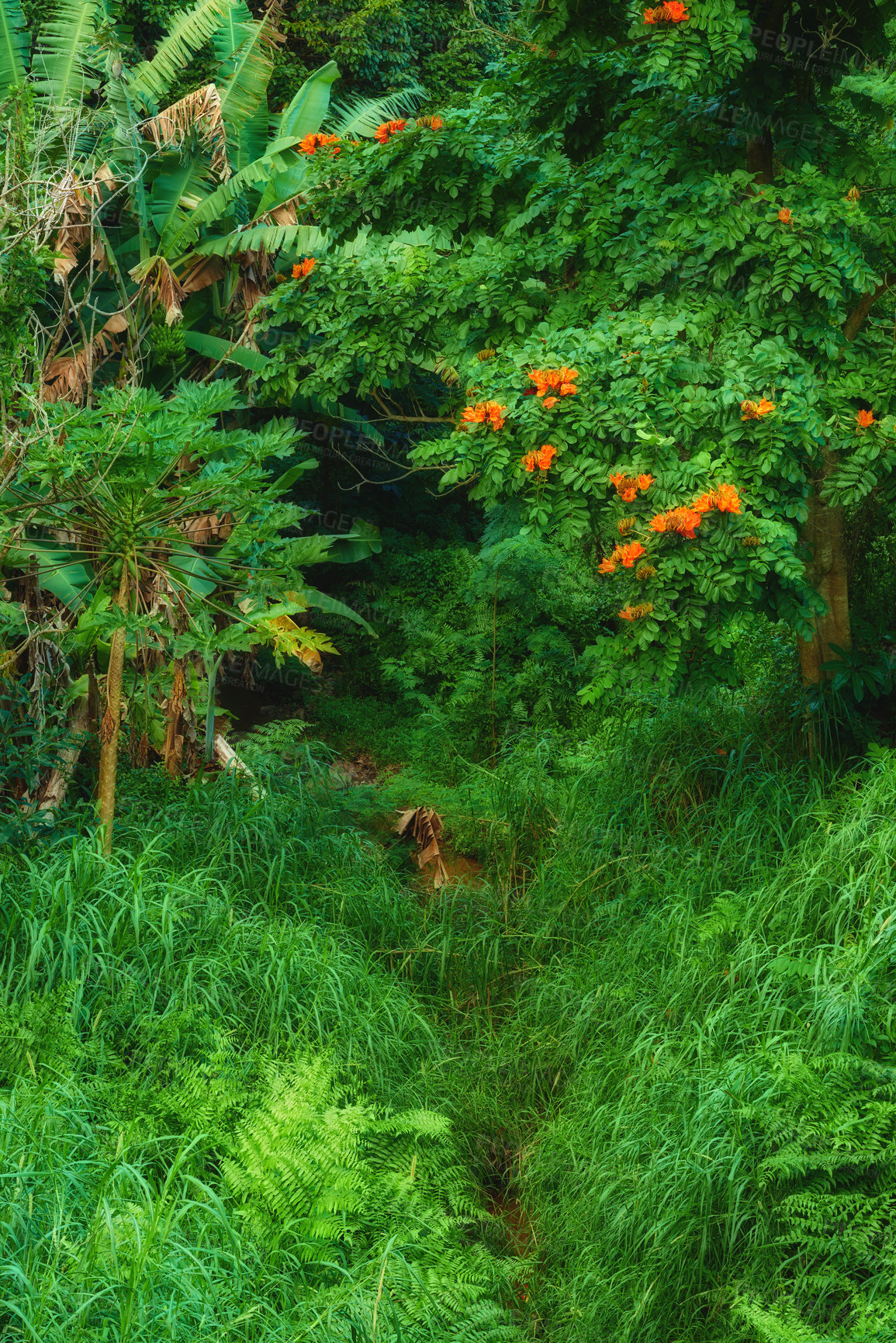 Buy stock photo Tropical trees in the Hawaiian rainforest in of Oahu. Lush green overgrown wilderness with a hiking path in Hawaii. Native wild nature in a mysterious landscape. Hidden wonder on mountain trail