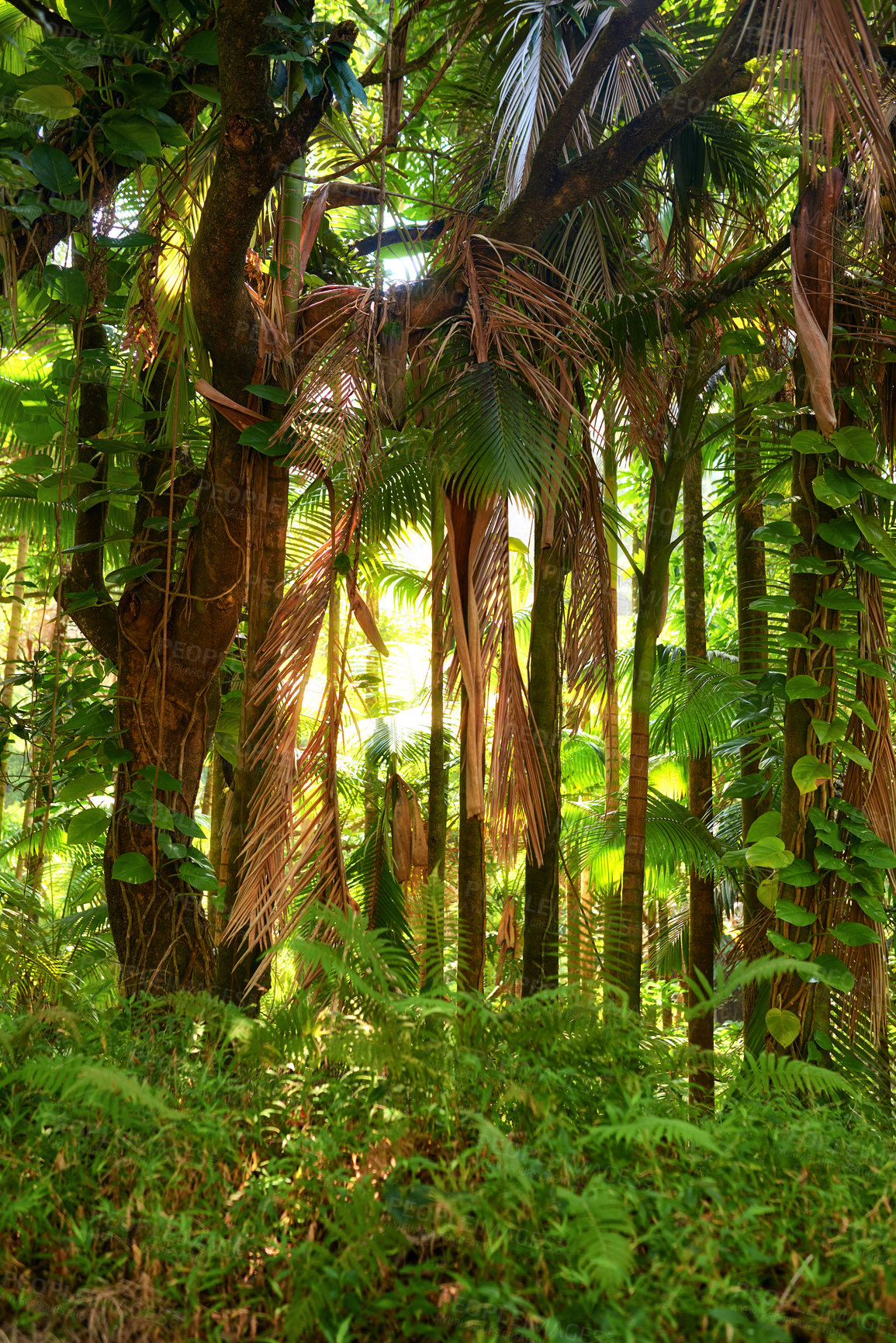 Buy stock photo Scenic view of sun rays through dense forest trees in Hawaii rainforest. Exploring nature and wildlife on remote tropical island for vacation and holiday. Green plants and bushes in mother nature