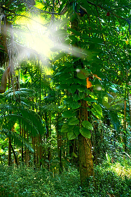 Buy stock photo Scenic view of sun rays through dense forest trees in Hawaii rainforest. Exploring nature and wildlife on remote tropical island for vacation and holiday. Green plants and bushes in mother nature