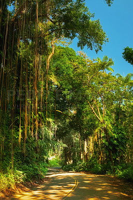 Buy stock photo A footpath through a jungle on a bright sunny day in Hawaii, USA. Outdoor trail for exploring a peaceful, breathtaking rainforest. Quiet nature in harmony, lush green growth of an undisturbed forest