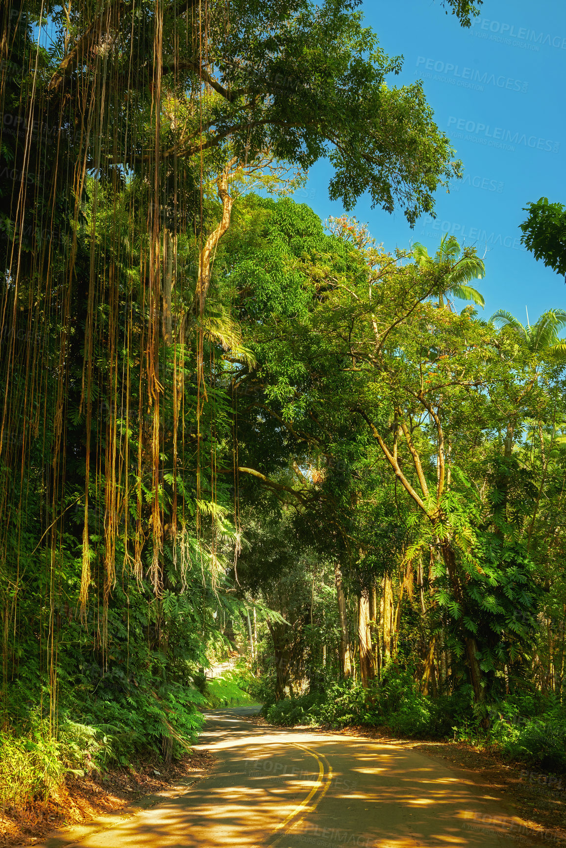 Buy stock photo A footpath through a jungle on a bright sunny day in Hawaii, USA. Outdoor trail for exploring a peaceful, breathtaking rainforest. Quiet nature in harmony, lush green growth of an undisturbed forest