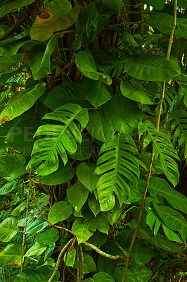 Buy stock photo Vibrant leaves of Golden pothos growing in undisturbed nature in Hawaii, USA. Beautiful broad leaf tree pattern in a soothing, calming forest. Leafy canopy in quiet harmony in a peaceful park