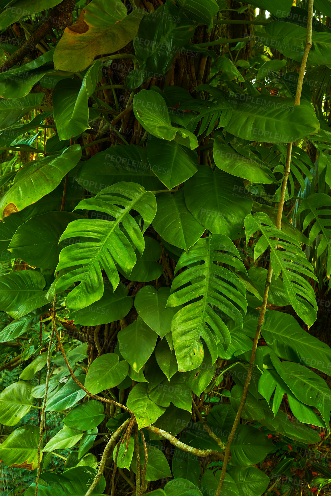 Buy stock photo Vibrant leaves of Golden pothos growing in undisturbed nature in Hawaii, USA. Beautiful broad leaf tree pattern in a soothing, calming forest. Leafy canopy in quiet harmony in a peaceful park