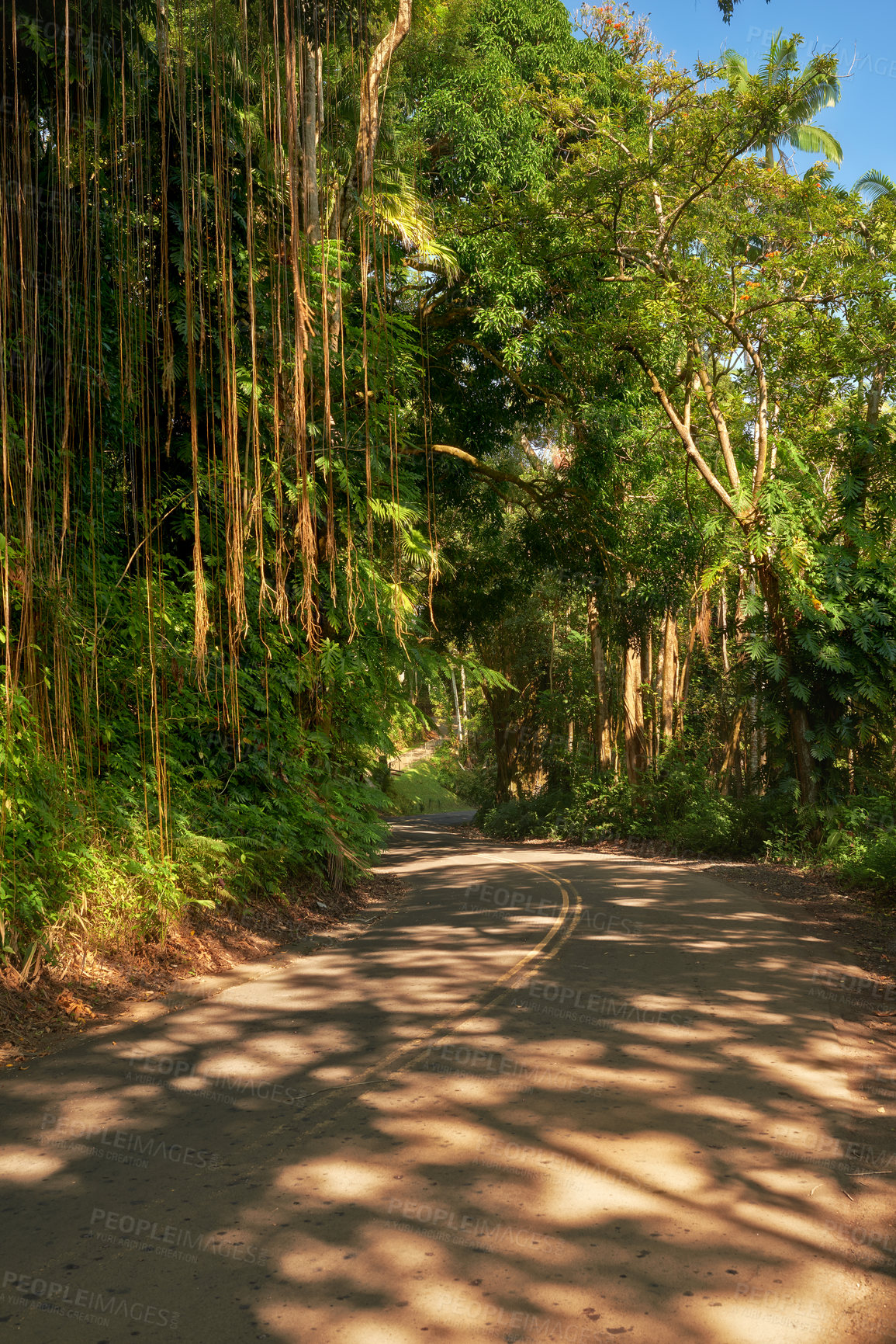Buy stock photo Banyan trees of Oahu on a sunny day with overgrown wilderness, vines and bushes in a rain forest in Hawaii. Native wild fig trees in a mysterious landscape. Hidden wonder on hiking trails on vacation