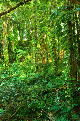 Buy stock photo Trees and plants growing in a green lush jungle in Hawaii, USA. Harmony and nature in a wild remote forest with tropical organic growth. Quiet soothing woodland landscape in a zen, silent forest