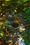 Small waterfalls and rivers in the jungle