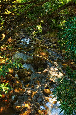 Buy stock photo Wallpaper, green and river in woods with leaves for ecology, environment and conservation in Hawaii. Forest, nature and ecosystem for sustainability, biodiversity and rainforest for restoration