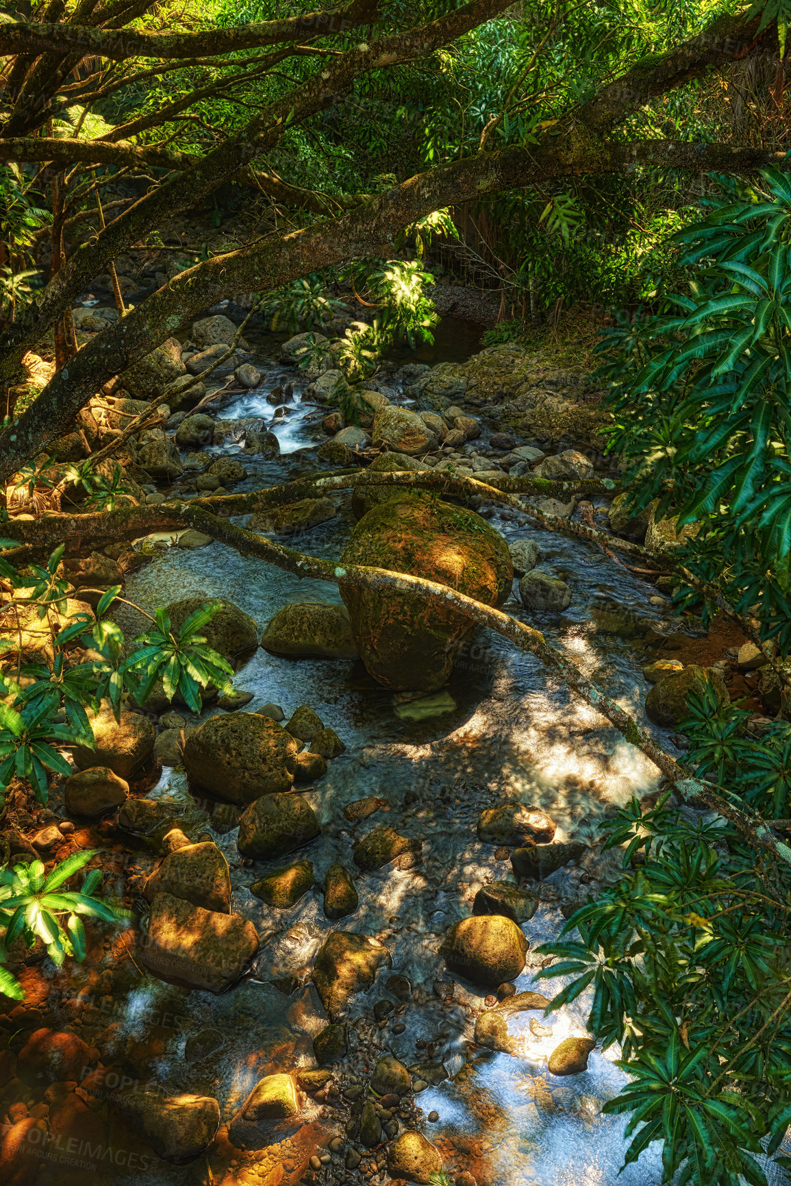 Buy stock photo Wallpaper, green and river in woods with leaves for ecology, environment and conservation in Hawaii. Forest, nature and ecosystem for sustainability, biodiversity and rainforest for restoration