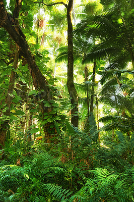 Buy stock photo Tall tree with wild vines and shoots in a green forest in Hawaii, USA. A peaceful rainforest in harmony, nature with scenic views, natural patterns and textures. Hidden peace and zen in a jungle 