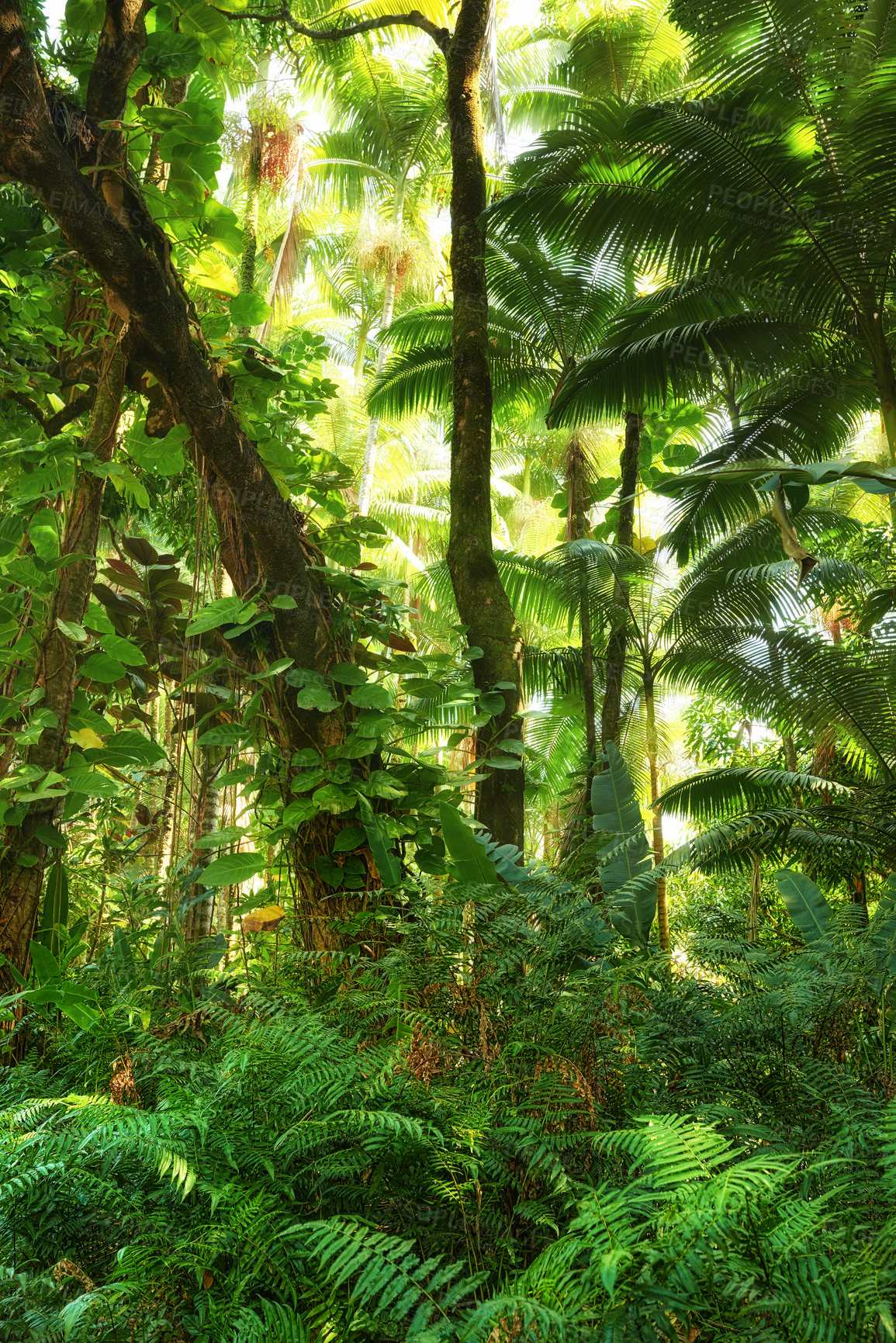 Buy stock photo Tall tree with wild vines and shoots in a green forest in Hawaii, USA. A peaceful rainforest in harmony, nature with scenic views, natural patterns and textures. Hidden peace and zen in a jungle 