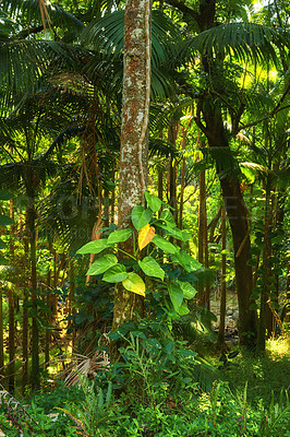 Buy stock photo Vibrant trees growing in quiet, calm nature in Hawaii, USA. Beautiful broad leaf patterns in a soothing, calming forest. Leafy canopy in quiet harmony, soothing zen in a peaceful sunny park