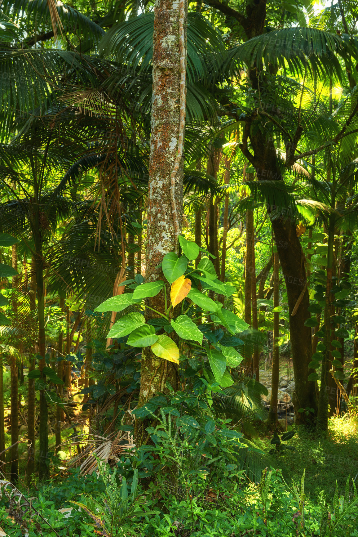 Buy stock photo Vibrant trees growing in quiet, calm nature in Hawaii, USA. Beautiful broad leaf patterns in a soothing, calming forest. Leafy canopy in quiet harmony, soothing zen in a peaceful sunny park