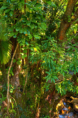 Buy stock photo Tall wild tree growing in a green forest in Hawaii, USA. A peaceful rainforest in nature with scenic views of natural patterns and textures. Hidden in a jungle where peace, harmony and zen is found