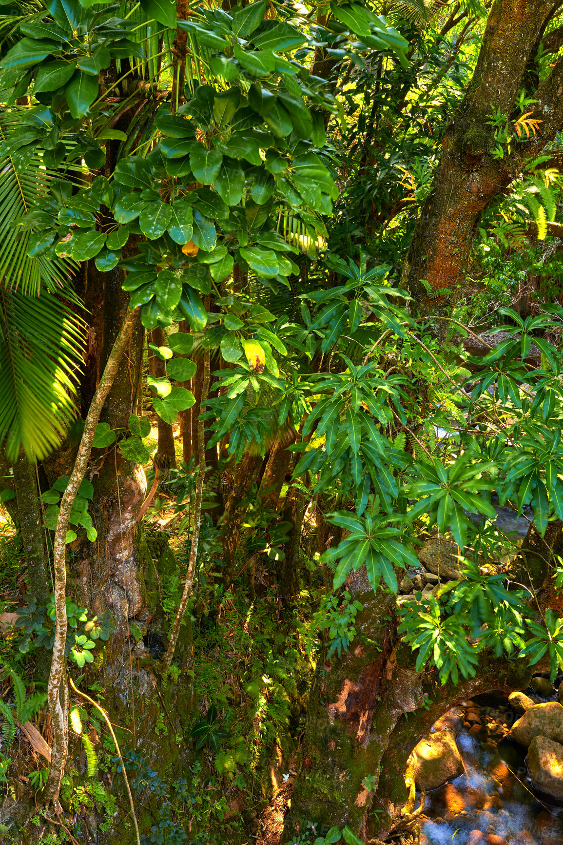 Buy stock photo Tall wild tree growing in a green forest in Hawaii, USA. A peaceful rainforest in nature with scenic views of natural patterns and textures. Hidden in a jungle where peace, harmony and zen is found