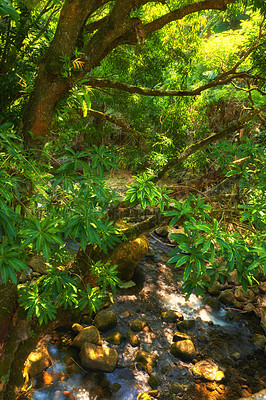 Buy stock photo Wallpaper, green and river in forest with tree for ecology, environment and conservation in Hawaii. Woods, nature and ecosystem for sustainability, biodiversity and rainforest for restoration