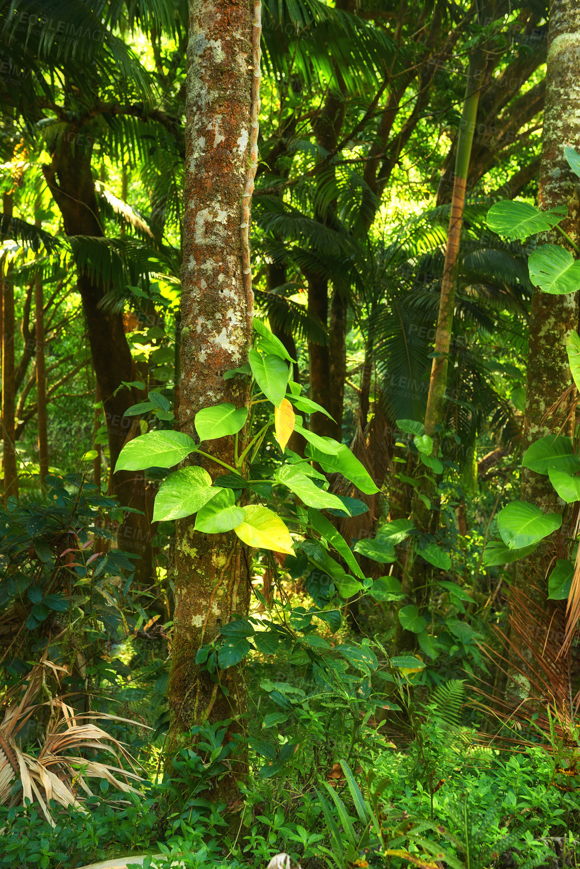 Buy stock photo Landscape of forest details of a lush jungle in Hawaii, USA. Ecological life in remote location in nature with tropical trees, plants and scrubs. Calming morning in a peaceful and vibrant rainforest