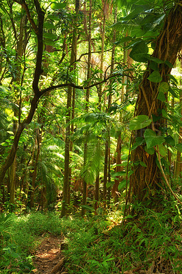 Buy stock photo Trees of the green lush rainforest in Hawaii, USA. Footpath through a jungle forest as the sun peeks through trees in the summertime. Rays light into organic forest. Nature wood in the countryside
