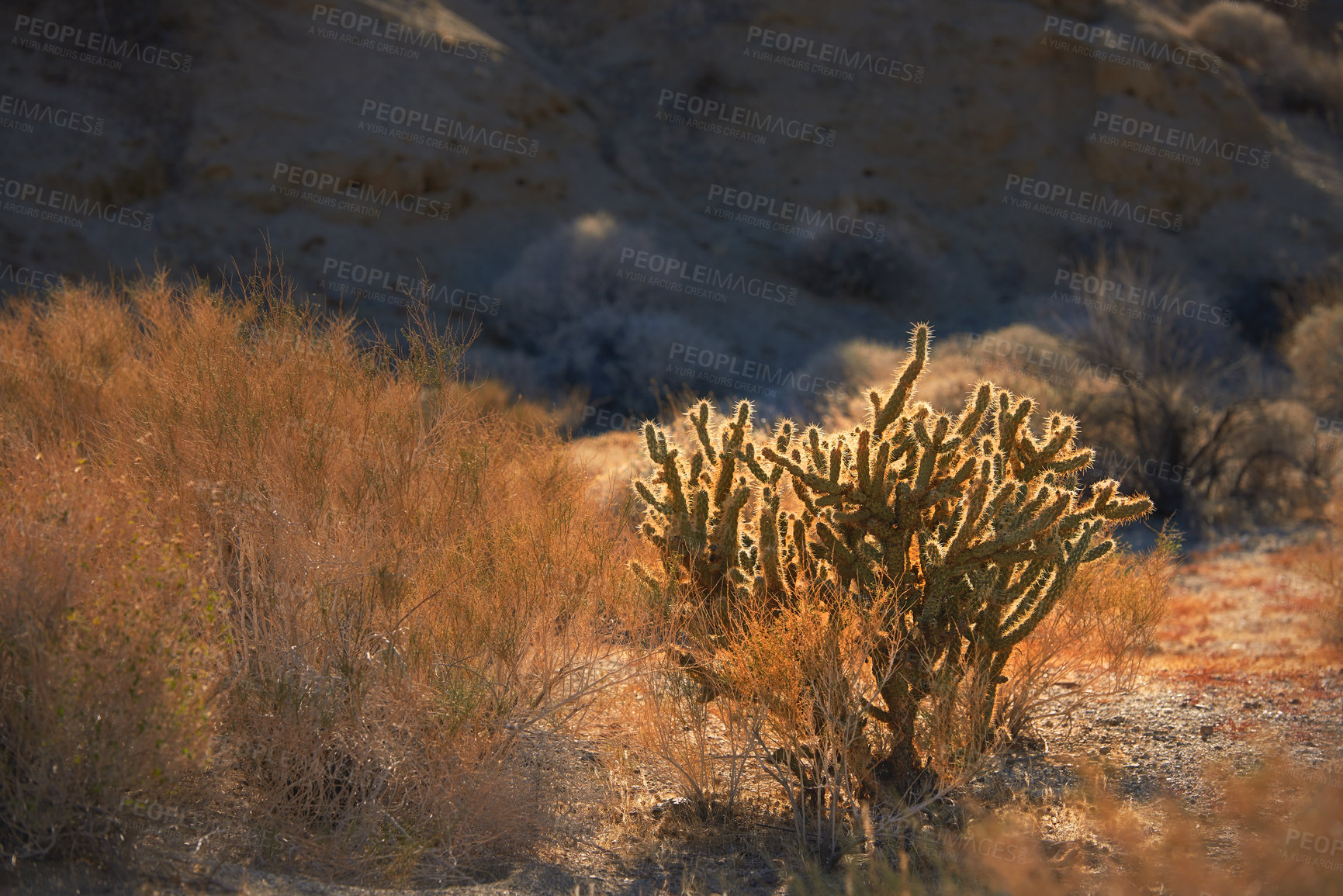 Buy stock photo Gander's Cholla Cactus (Cylindropuntia ganderi) in the Anza-Borrego Desert in Southern California, USA