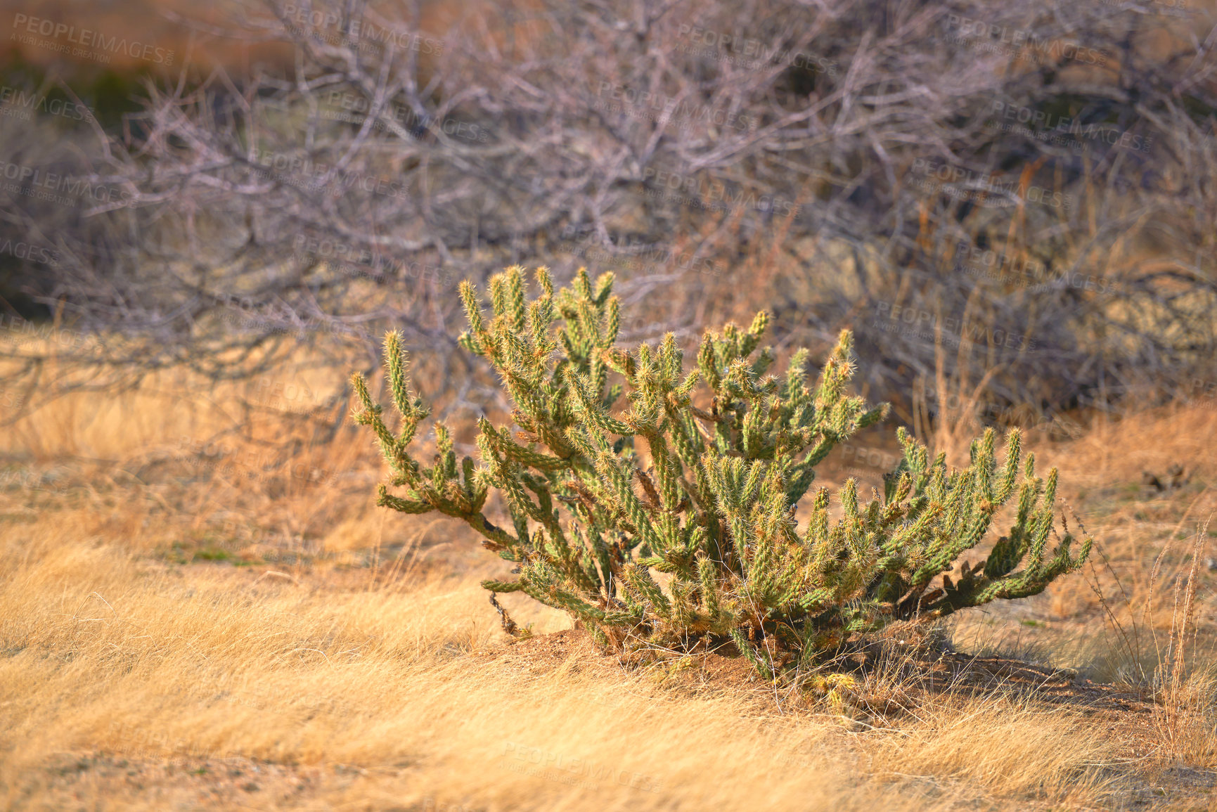 Buy stock photo Gander's Cholla Cactus (Cylindropuntia ganderi) in the Anza-Borrego Desert in Southern California, USA