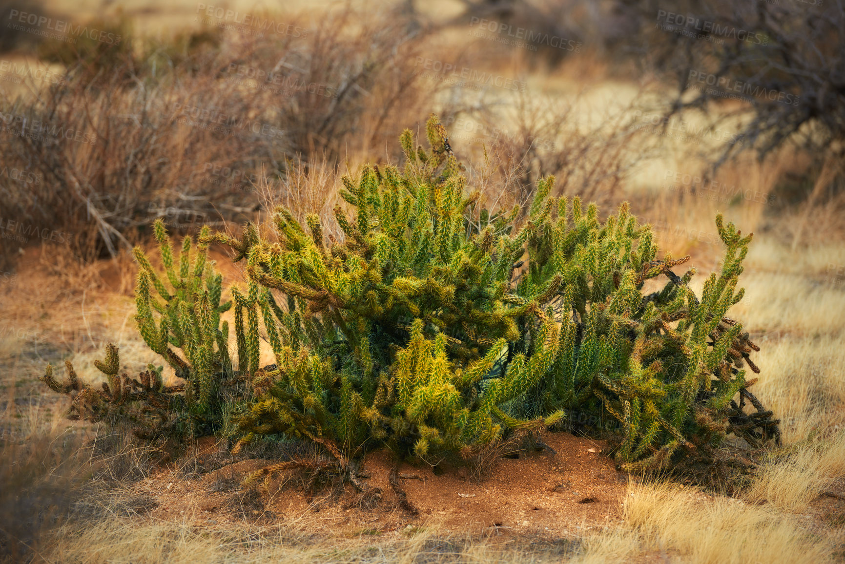 Buy stock photo Desert, cactus and plant in bush environment outdoor in nature of California, USA. Natural, succulent and growth of indigenous shrub in summer with biodiversity in dry field, soil and grass on land