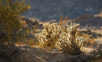 Buy stock photo Nature, desert and cactus on sand for travel in agriculture, sustainable or dry environment. Landscape, outdoor and green ganders cholla plants in eco friendly, agro or natural dune in Mexico.