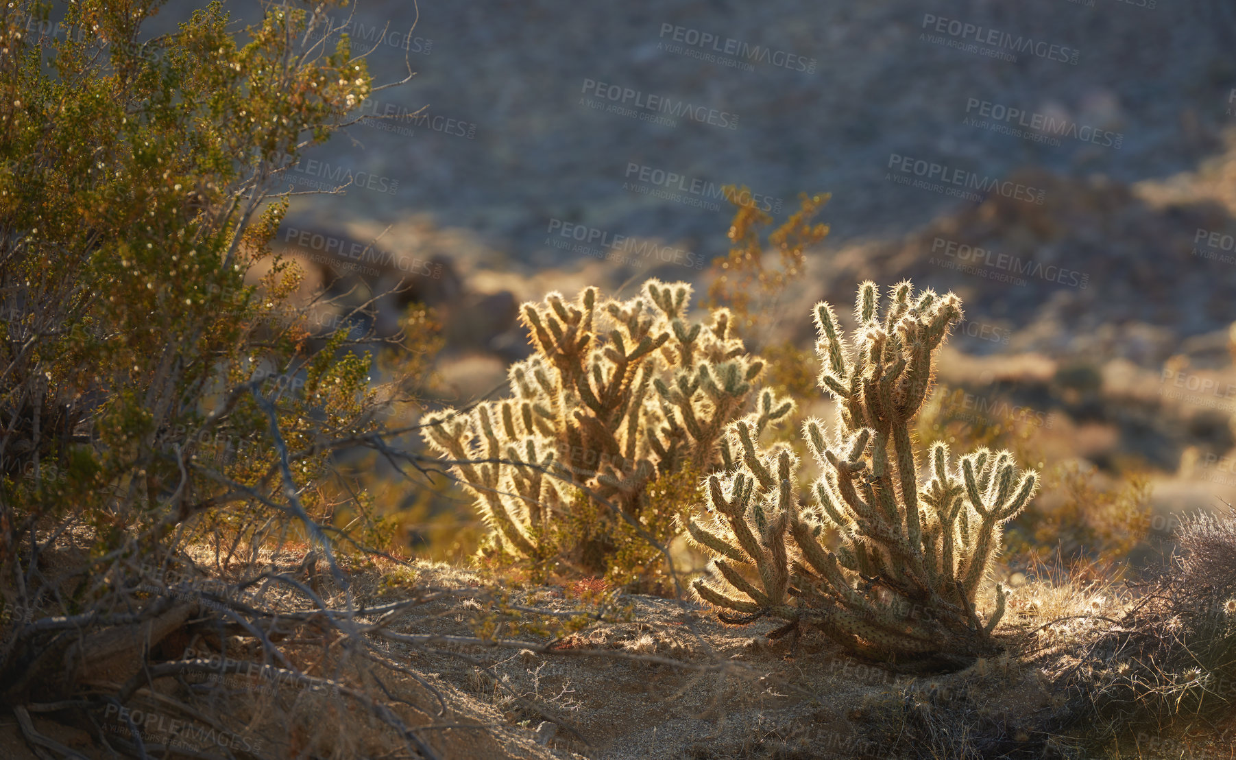 Buy stock photo Nature, desert and cactus on sand for travel in agriculture, sustainable or dry environment. Landscape, outdoor and green ganders cholla plants in eco friendly, agro or natural dune in Mexico.