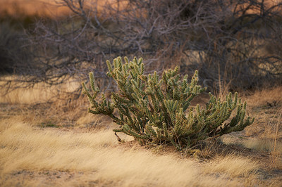 Buy stock photo Grass, cactus plant and dry land with tree in nature for conservation, sustainability and environment in Texas. Forest, woods and drought in summer with climate change in desert and hot weather 