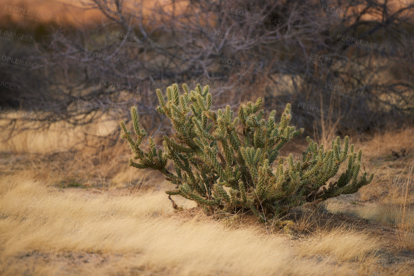 Buy stock photo Grass, cactus plant and dry land with tree in nature for conservation, sustainability and environment in Texas. Forest, woods and drought in summer with climate change in desert and hot weather 