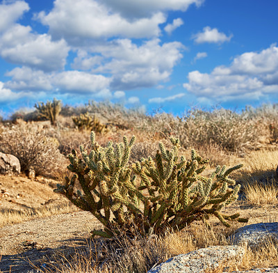 Buy stock photo Desert, cactus and plant in bush landscape outdoor in nature of California, USA. Succulent, environment and growth of indigenous shrub in summer with biodiversity in dry land with grass and blue sky