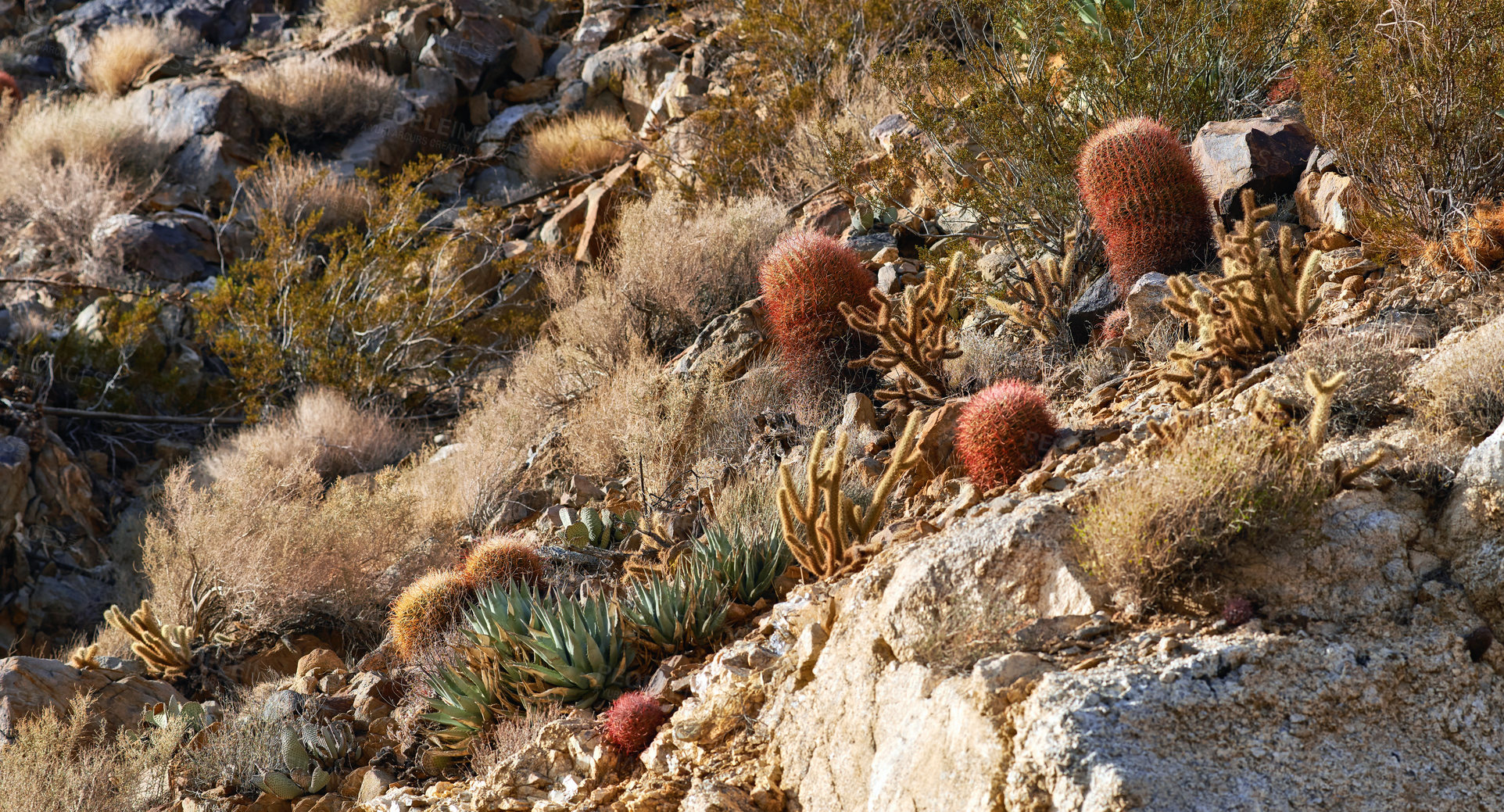 Buy stock photo Desert, biodiversity and cactus plants in nature of mountain, bush or environment of California, USA. Hill, cliff and sustainable growth of indigenous ecology with shrub, grass and summer in dry land