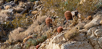 Buy stock photo Nature, biodiversity and cactus plants in desert on mountain, bush or environment of California, USA. Hill, cliff and sustainable growth of indigenous ecology with shrub, grass and summer in dry land
